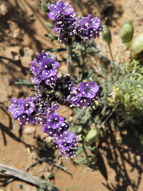 Phacelia popei (Pope's phacelia) #80646