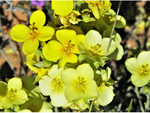 Lesquerella fendleri (Fendler's bladderpod) #80677