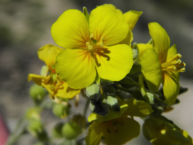 Lesquerella fendleri (Fendler's bladderpod) #80682