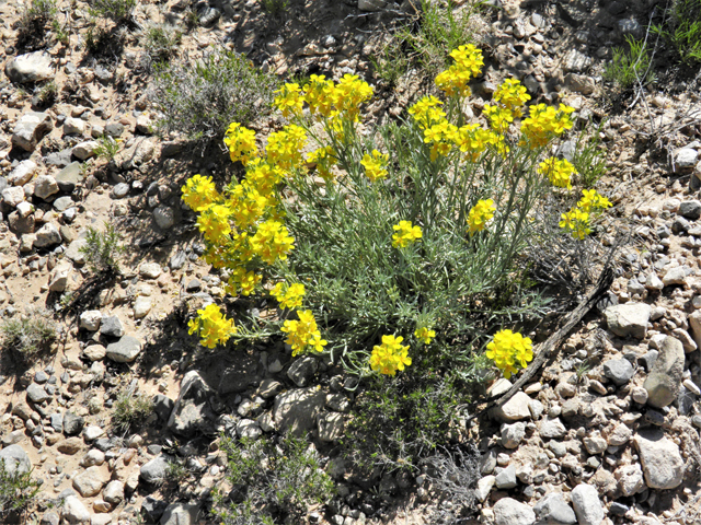 Lesquerella fendleri (Fendler's bladderpod) #80683