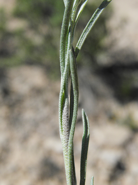 Lesquerella fendleri (Fendler's bladderpod) #80687