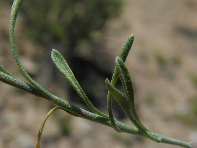 Lesquerella fendleri (Fendler's bladderpod) #80688