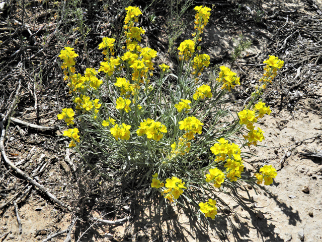 Lesquerella fendleri (Fendler's bladderpod) #80689