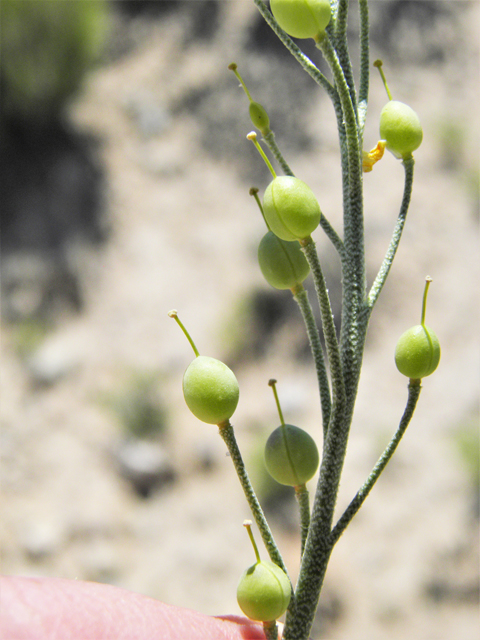 Lesquerella fendleri (Fendler's bladderpod) #80694