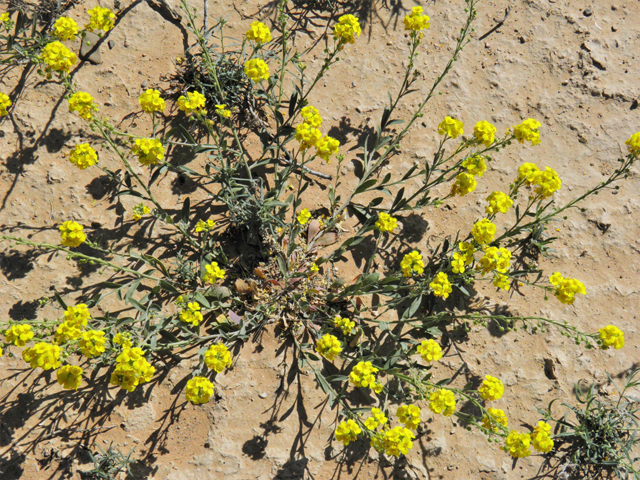 Lesquerella gordonii (Gordon's bladderpod) #80701