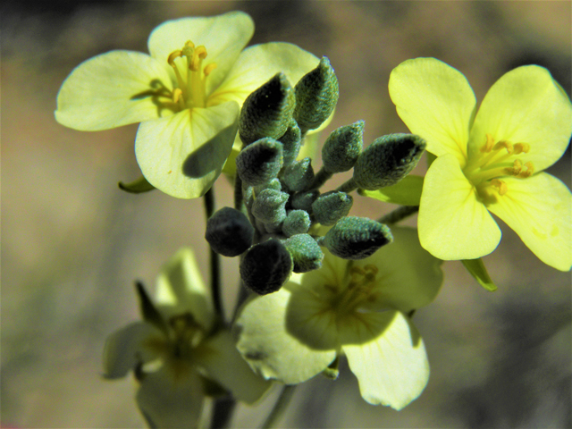 Lesquerella fendleri (Fendler's bladderpod) #80710