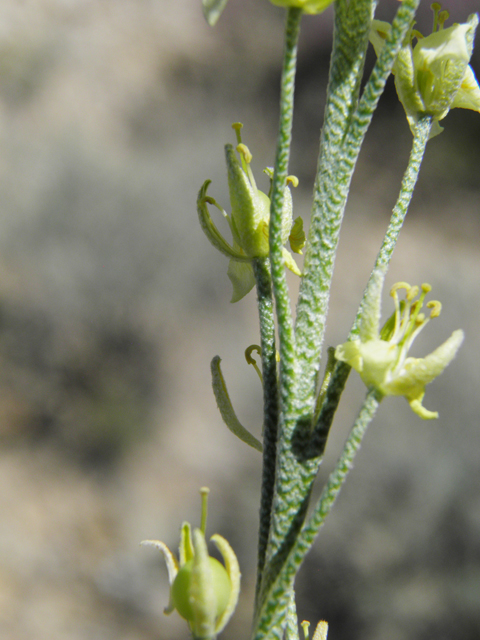 Lesquerella fendleri (Fendler's bladderpod) #80711