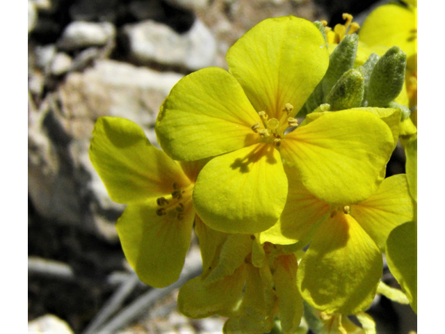 Lesquerella fendleri (Fendler's bladderpod) #80714