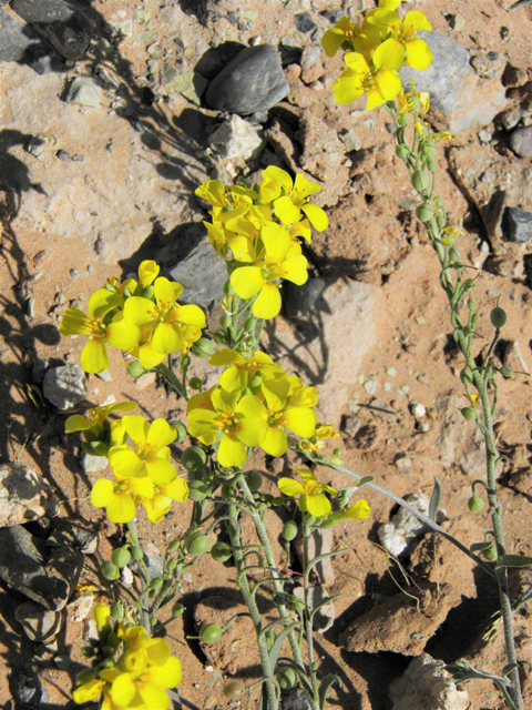 Lesquerella gordonii (Gordon's bladderpod) #80716