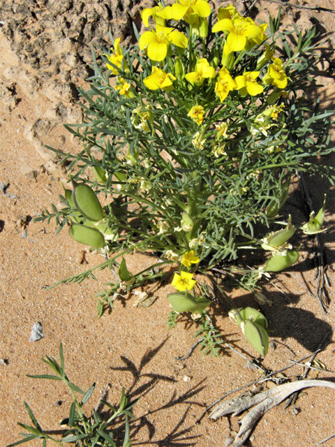 Selenia dissecta (Texas selenia) #80720