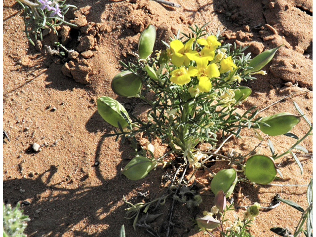 Selenia dissecta (Texas selenia) #80727