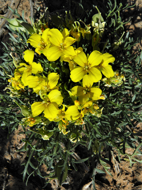 Selenia dissecta (Texas selenia) #80734