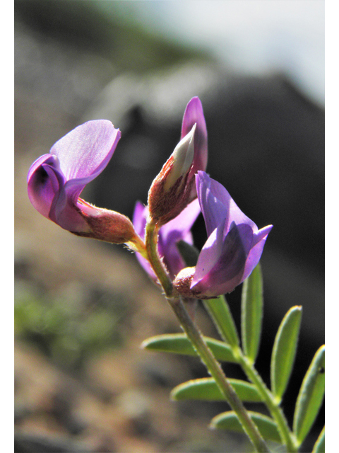 Astragalus wootonii (Halfmoon milkvetch) #80784