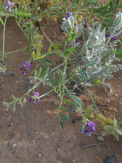 Astragalus wootonii (Halfmoon milkvetch) #80787