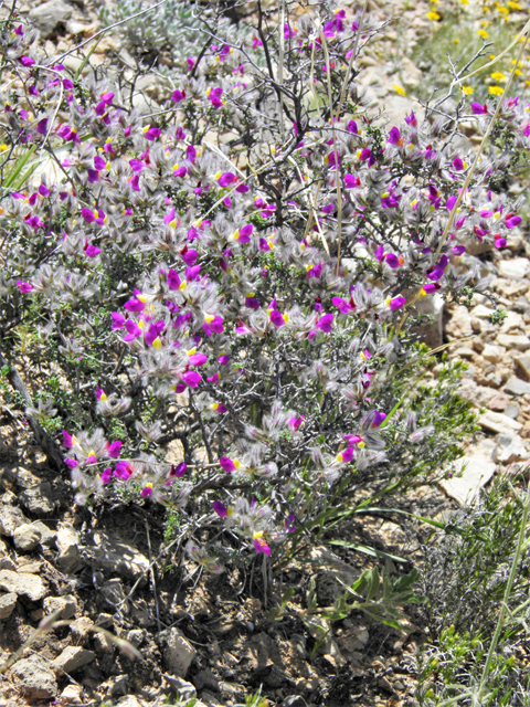 Dalea formosa (Featherplume) #80872