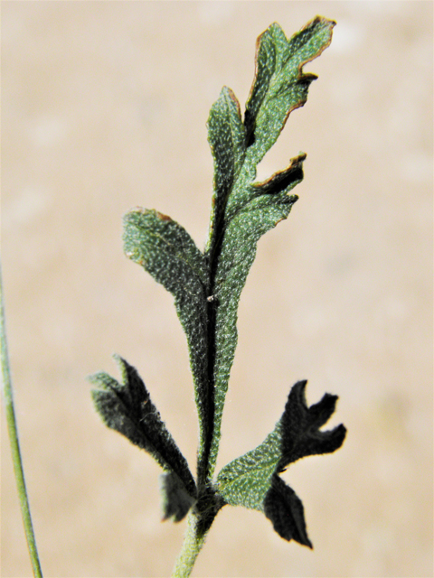 Sphaeralcea digitata (Juniper globemallow) #80898