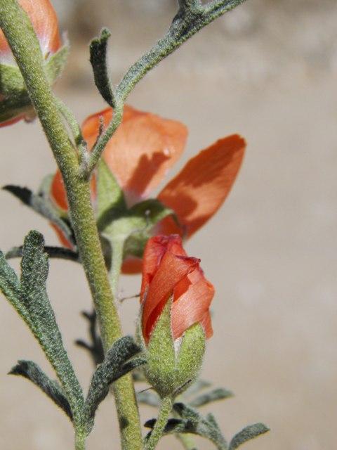 Sphaeralcea digitata (Juniper globemallow) #80899