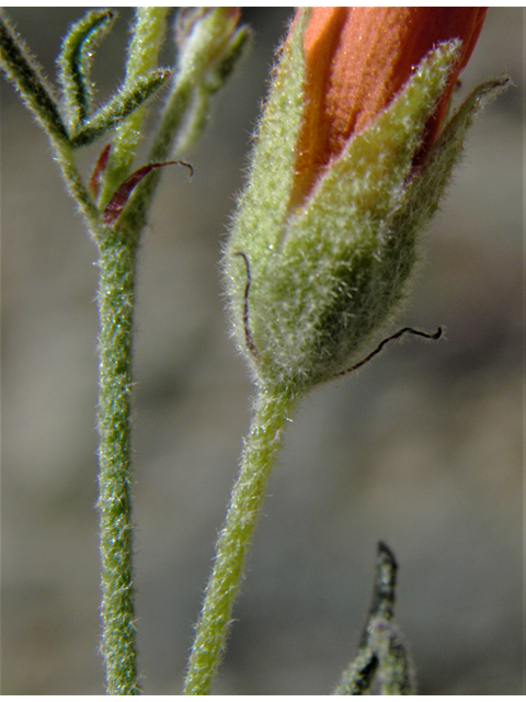 Sphaeralcea digitata (Juniper globemallow) #80902