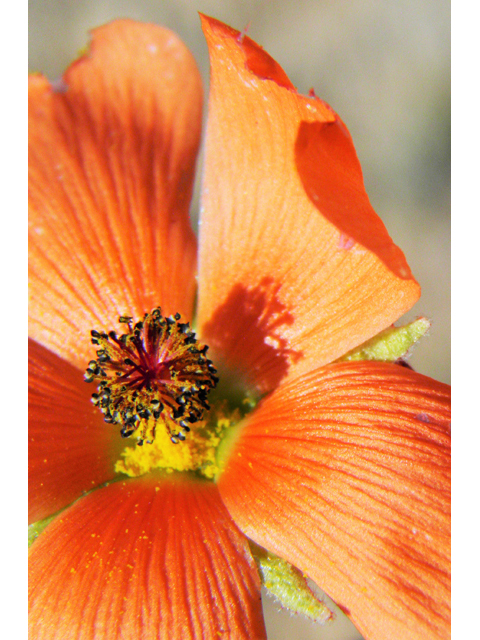 Sphaeralcea digitata (Juniper globemallow) #80903