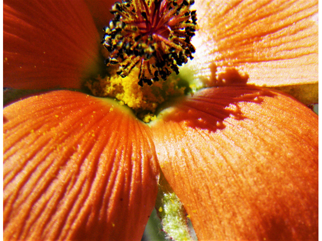 Sphaeralcea digitata (Juniper globemallow) #80904