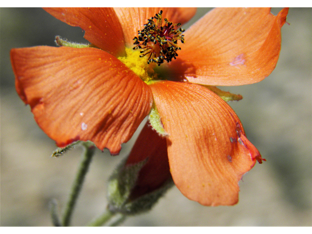 Sphaeralcea digitata (Juniper globemallow) #80905