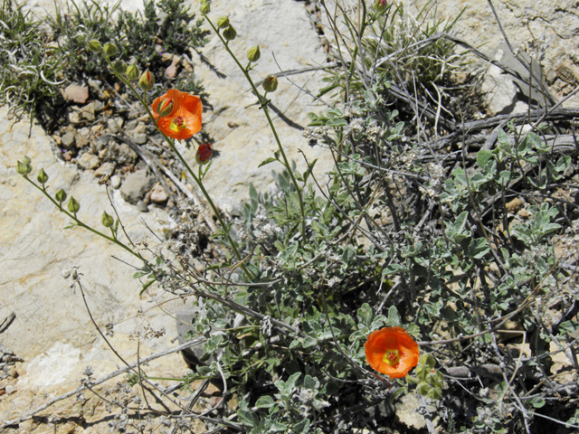 Sphaeralcea digitata (Juniper globemallow) #80906