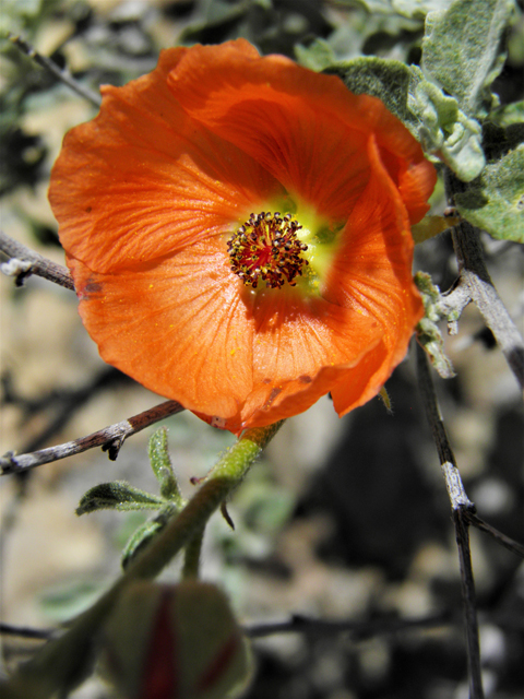 Sphaeralcea digitata (Juniper globemallow) #80907