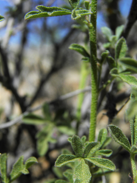 Sphaeralcea digitata (Juniper globemallow) #80908