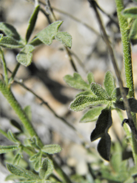 Sphaeralcea digitata (Juniper globemallow) #80909