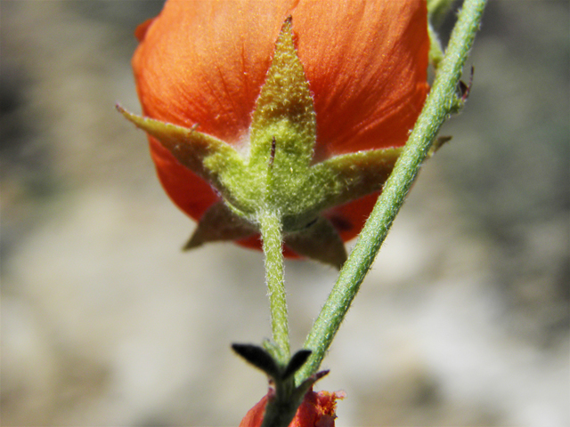 Sphaeralcea digitata (Juniper globemallow) #80910