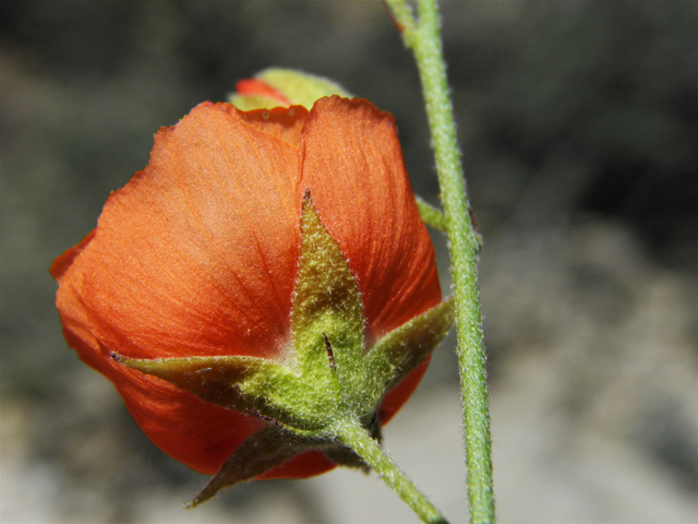 Sphaeralcea digitata (Juniper globemallow) #80911