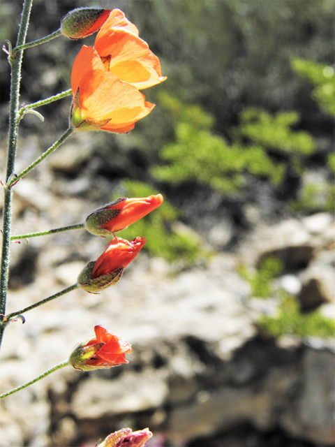 Sphaeralcea digitata (Juniper globemallow) #80914