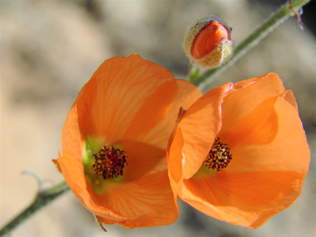 Sphaeralcea digitata (Juniper globemallow) #80915