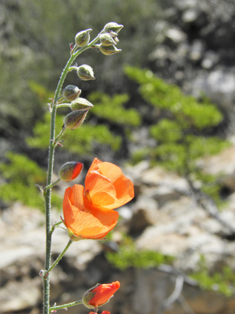 Sphaeralcea digitata (Juniper globemallow) #80916