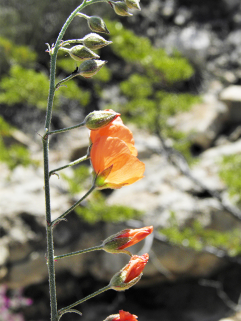 Sphaeralcea digitata (Juniper globemallow) #80917