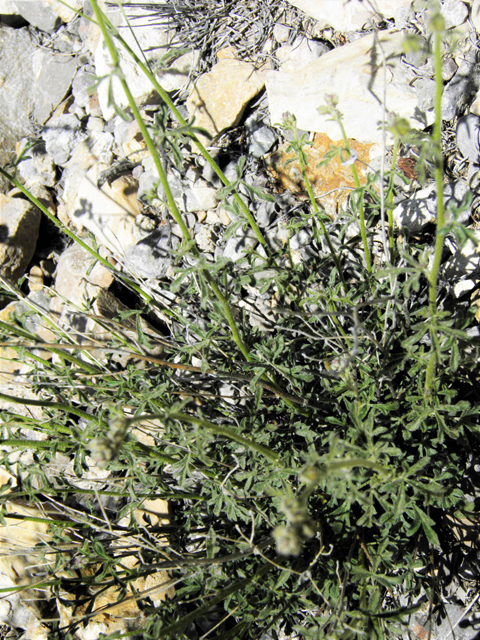 Sphaeralcea digitata (Juniper globemallow) #80918