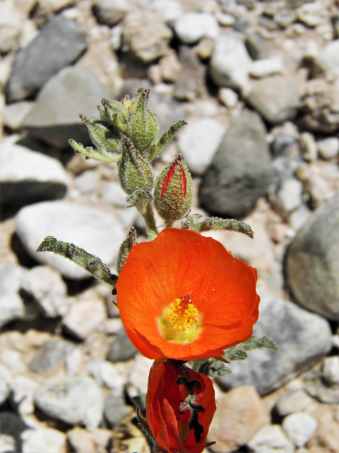 Sphaeralcea digitata (Juniper globemallow) #80919