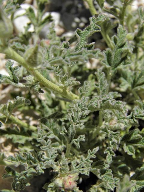 Sphaeralcea digitata (Juniper globemallow) #80920