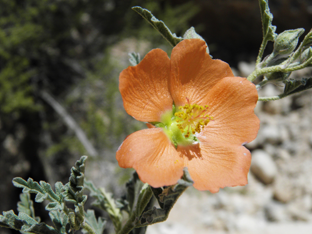 Sphaeralcea digitata (Juniper globemallow) #80921