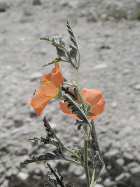 Sphaeralcea digitata (Juniper globemallow) #80922