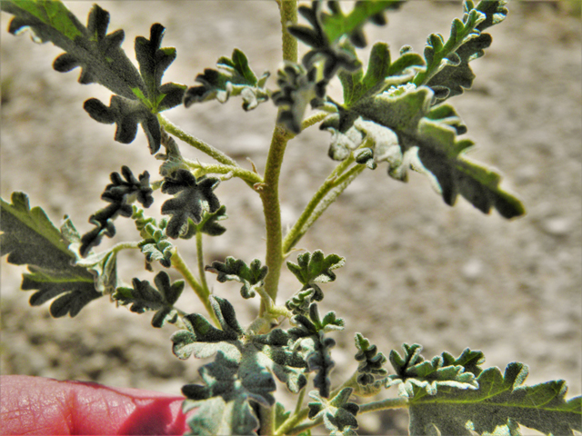 Sphaeralcea digitata (Juniper globemallow) #80923