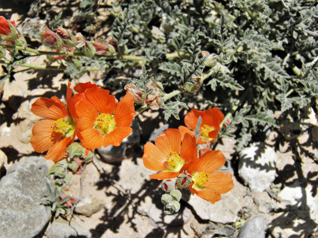 Sphaeralcea digitata (Juniper globemallow) #80924