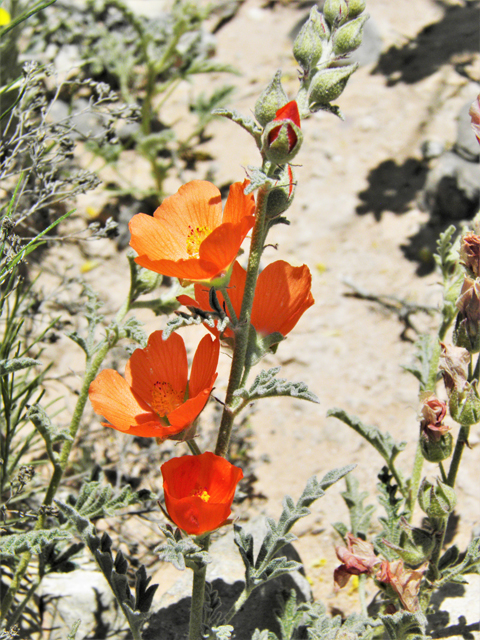 Sphaeralcea digitata (Juniper globemallow) #80925