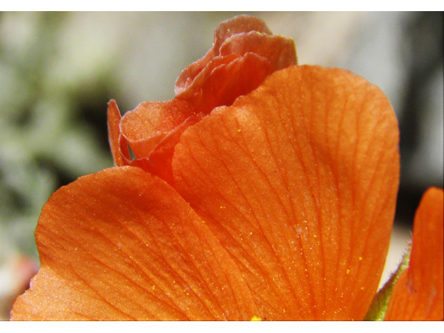 Sphaeralcea digitata (Juniper globemallow) #80926