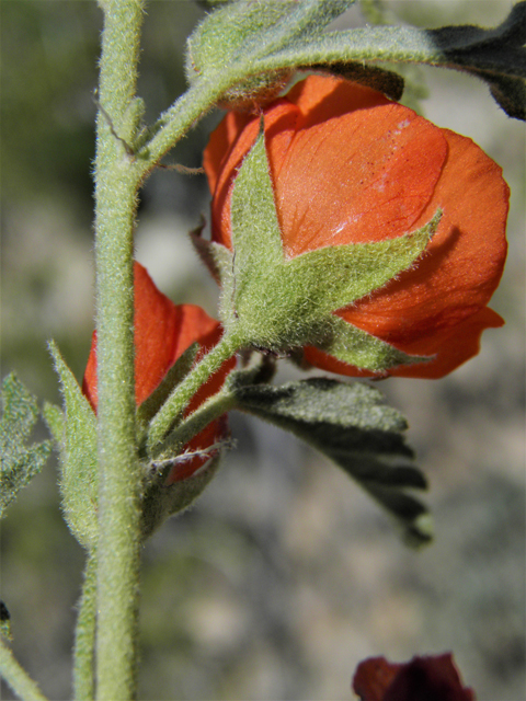 Sphaeralcea digitata (Juniper globemallow) #80927