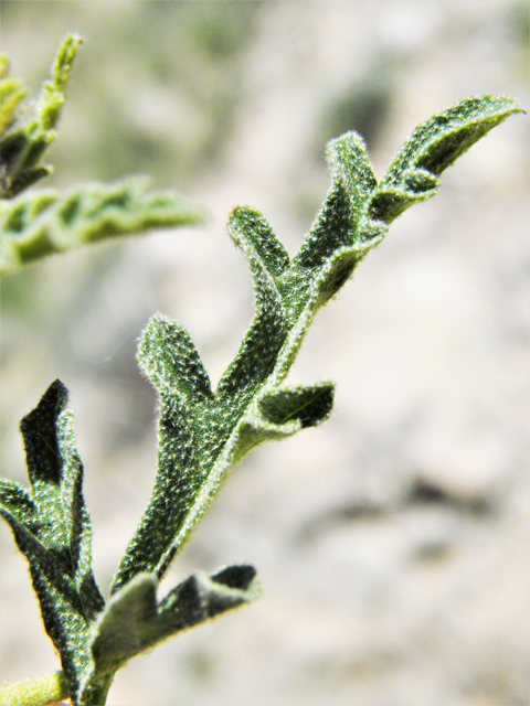 Sphaeralcea digitata (Juniper globemallow) #80928