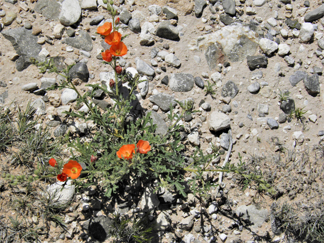 Sphaeralcea digitata (Juniper globemallow) #80929