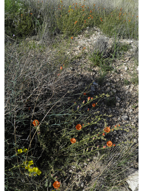 Sphaeralcea digitata (Juniper globemallow) #80930