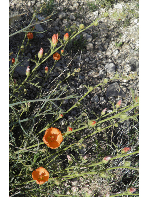 Sphaeralcea digitata (Juniper globemallow) #80931