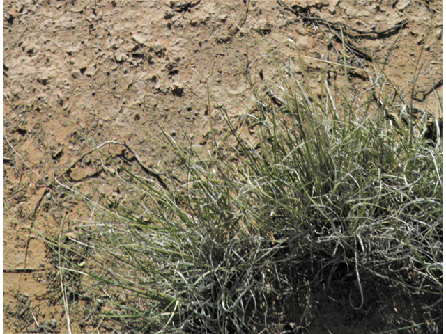 Muhlenbergia torreyi (Ring muhly) #80994